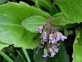 Primrose-Leaved Rock-Cress